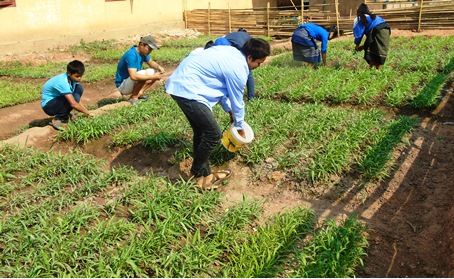  Thầy cô chở đất về làm vườn rau cải thiện bữa ăn cho học sinh
